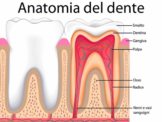 https://www.smilepartners.it/wp-content/uploads/2024/11/conservativa-2-640x480.jpeg